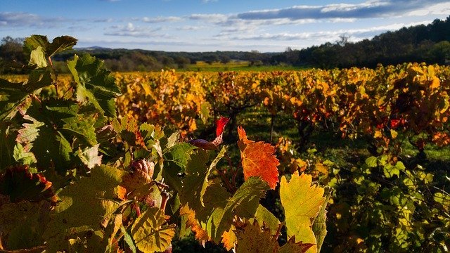 Vignes près de Saint-Chinian