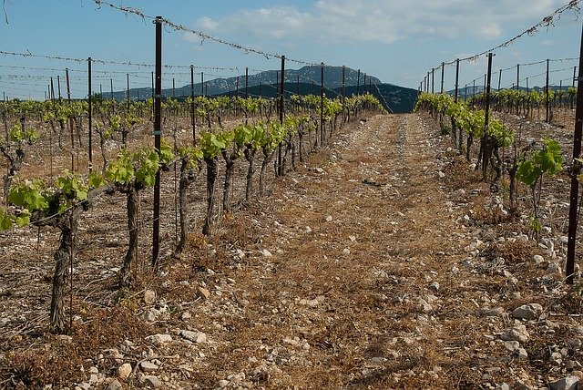 Vignes près de Saint-Martin de Londres